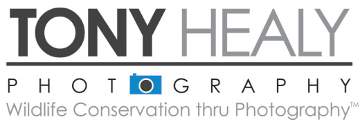 Tony Healy Photography Logo